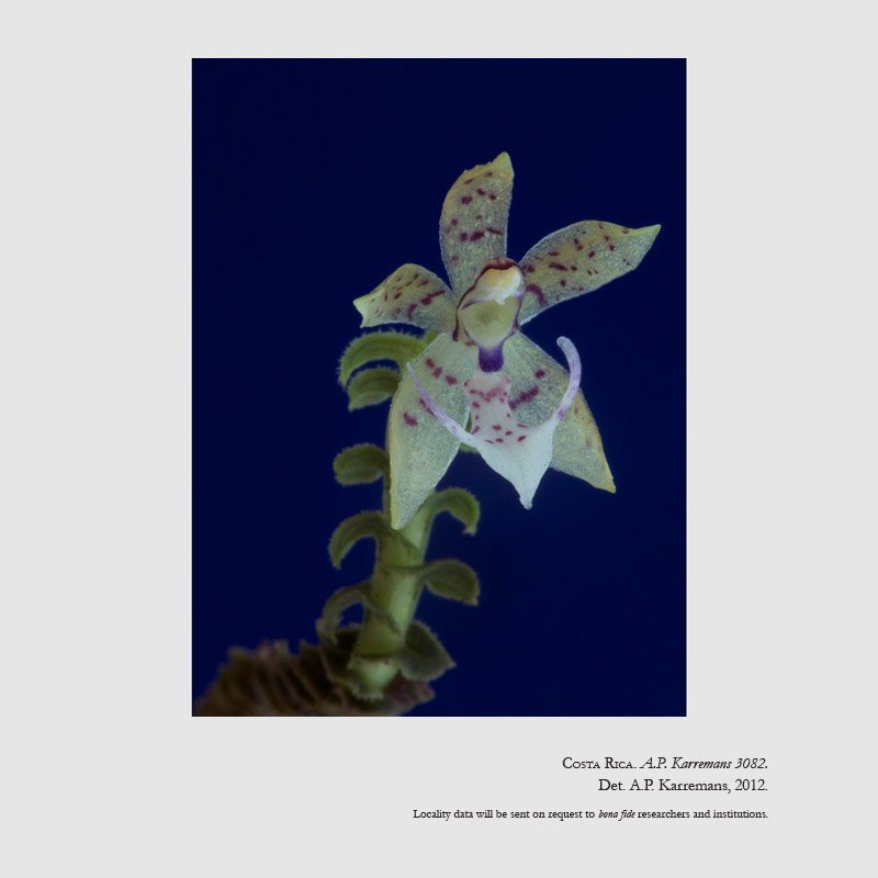 Dichaea hystricina